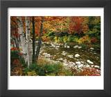 Swift River with Aspen and Maple Trees in the White Mountains  New Hampshire  USA