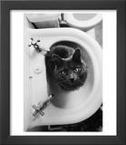 Cat Sitting In Bathroom Sink