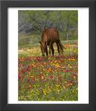 Quarter Horse in Wildflower Field Near Cuero  Texas  USA