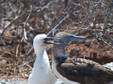 Blaufusstoelpel auf Galapagos mit Nachwuchs