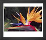 Bird of Paradise  Maui  Hawaii  USA