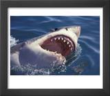 Dangerous Mouth of the Great White Shark  South Africa