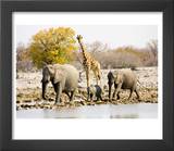 African Elephants and Giraffe at Watering Hole  Namibia