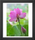 Perry's Water Garden  Lotus Blossom  Franklin  North Carolina  USA