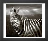 Black & White of Zebra and Plain  Kenya