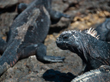 Meerechse auf Galapagos