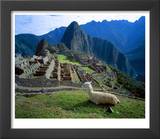 Llama Rests Overlooking Ruins of Machu Picchu in the Andes Mountains  Peru