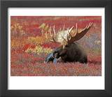 Bull Moose in Denali National Park  Alaska  USA