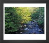 Elkmount Area  Great Smoky Mountains National Park  Tennessee  USA