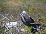 Blaufusstoelpel auf Galapagos