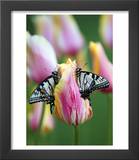 Two Swallowtail Butterflies on Tulip in Early Morning