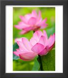 Perry's Water Garden  Lotus Blossom  Franklin  North Carolina  USA