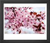 Japanese Cherry Blossom