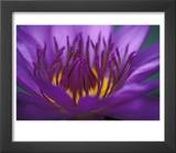 Purple and Yellow Lotus Flower  Bangkok  Thailand