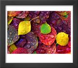 Multi-Colored Aspen Leaves with Rain Drop
