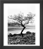 Solitary Tree on the Shore of Loch Etive  Highlands  Scotland  UK