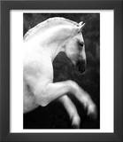 White Horse Prancing
