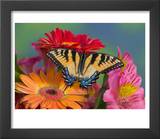 Eastern Tiger Swallowtail Female on Gerber Daisies  Sammamish  Washington  USA