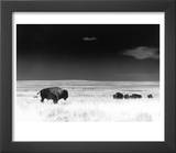 Buffalo Grazing  Buffalo Gap Nat Grassland  SD