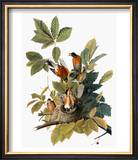 Audubon: Robin