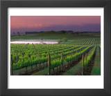 Sunrise in Distant Fog  Carnaros  Napa Valley  California  USA