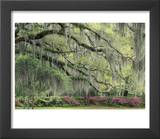 Live Oak Tree Draped with Spanish Moss  Savannah  Georgia  USA