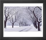 Maple Tree Grove in Winter  One of Four Seasons