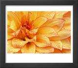 Dahlia Flower with Pedals Radiating Outward  Sammamish  Washington  USA