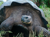 Riesenschildkroete auf Galapagos