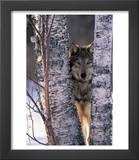 Gray Wolf Near Birch Tree Trunks  Canis Lupus  MN