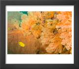 Golden Dream Reef  Bligh Water Area  Viti Levu  Fiji Islands  South Pacific