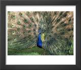 Male Peacock (Paro Cristatus)