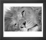 Lion's Face