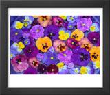 Pansy Flowers Floating in Bird Bath with Dew Drops  Sammamish  Washington  USA