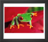 Red-Eyed Tree Frog