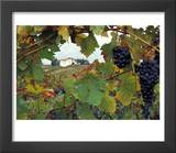 Farmhouse View Through Grapevine  Tuscany  Italy