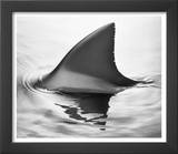 Shark Fin