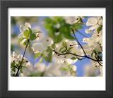 Dogwood Trees in Bloom  Jamaica Plains  MA