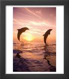 Bottlenose Dolphins  Caribbean Sea Near Roatan  Honduras