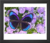 Blue and Black Butterfly on Lavender Flowers  Sammamish  Washington  USA
