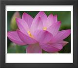 Perry's Water Garden  Lotus Blossom  Franklin  North Carolina  USA