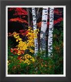 Fall Color  Old Forge Area  Adirondack Mountains  NY