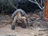 Riesenschildkroeten-Single Lonesome George
