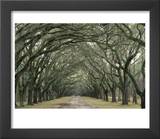 Moss-Covered Plantation Trees  Charleston  South Carolina  USA