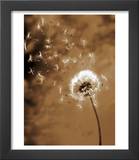 Dandelion Seed Blowing Away