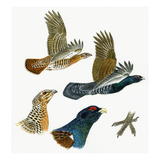 Capercaillie