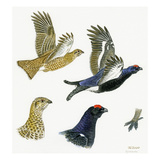 Black Grouse
