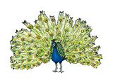 Pfau