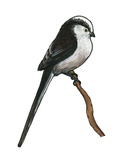 Schwanzmeise