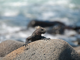 Landleguan auf Galapagos